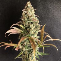 Trichome  Jungle  Cannabis  Seeds  Sour  Fusion