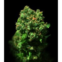 Vip Cannabis Seeds Love Peace