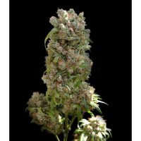 Vip Cannabis Seeds White Spanish