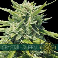 Vision Cannabis Seeds Crystal Queen