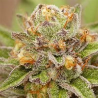 Vision  Cannabis  Seeds  Pure  Gelato