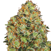 White Label Cannabis Seeds American Line Sweet Tangerine Tango Auto
