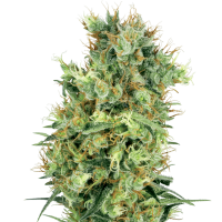 White  Label  Cannabis  Seeds  California  Orange  Bud