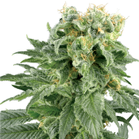 White Label Cannabis Seeds Double Gum