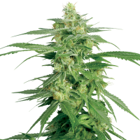 White  Label  Cannabis  Seeds  Hollands  Hope