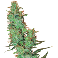 White Label Cannabis Seeds Jack Herer