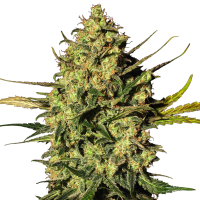 White Label Cannabis Seeds Master Kush Auto