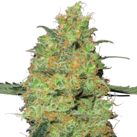 White Label Cannabis Seeds Master Kush