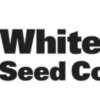 White Label Cannabis Seeds Northern Lights