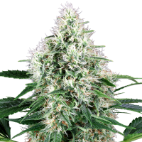 White Label Cannabis Seeds Pure Power Plant Auto