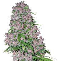White Label Cannabis Seeds Purple Bud