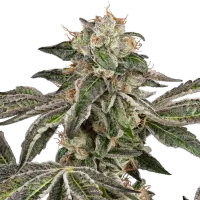 White Label Cannabis Seeds Runtz Auto