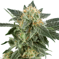 White Label Cannabis Seeds Snow Ryder