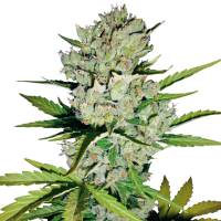 White Label Cannabis Seeds Super Skunk Auto