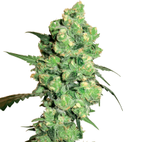 White Label Cannabis Seeds Super Skunk