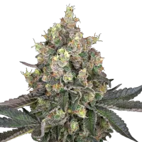 White Label Cannabis Seeds Sweet Berry Breeze
