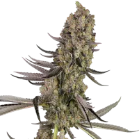White Label Cannabis Seeds Vlad The Inhaler