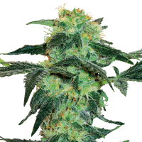 White  Label  Cannabis  Seeds  White  Ice