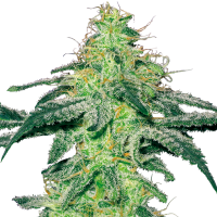 White  Label  Cannabis  Seeds  White  Skunk