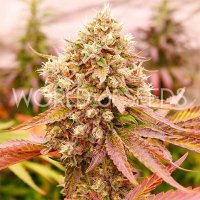 World Of Cannabis Seeds Burger Kush Early Version