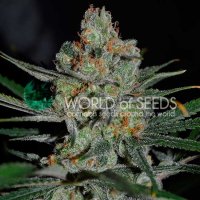 World Of Cannabis Seeds Cannabis Seeds Afghan Kush Early