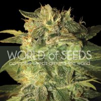 World Of Cannabis Seeds Cannabis Seeds Sugar Mango Ryder