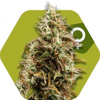 Zambeza Cannabis Seeds Choco Candy