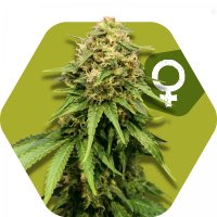 Zambeza Cannabis Seeds Critical Xxl