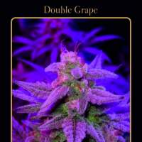 Double Grape Auto Feminised Seeds