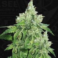 Citron Givré (Birthday Cake Selected) Feminised Seeds