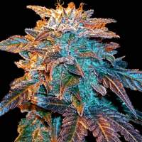 Gelato Auto Feminised Seeds