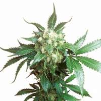 Black  Domina  Feminised  Cannabis  Seeds 0