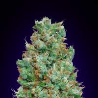 Blueberry  Auto 00  Cannabis  Seeds