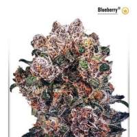Blueberry  Feminised  Cannabis  Seeds  Dutch  Passion 0