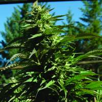 Blueberry  Headband  Regular  Cannabis  Seeds  Jpg