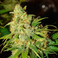 Blueberry  Auto