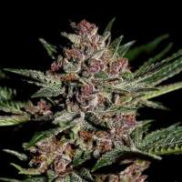 Bubba  Kush  Feminised  Greenhouse 0