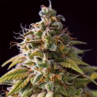 Caramel Monster Feminised Seeds
