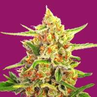 Cherry Bomb Feminised Seeds