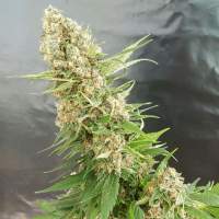 Critical  Gorilla  Feminised  Cannabis  Seeds  Jpg