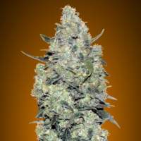 Critical  Mass  Auto  Feminised  Cannabis  Seeds