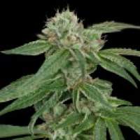 Crockett  039  S  Confidential  Regular  Cannabis  Seeds  Jpg