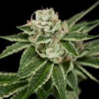 Crockett  039  S  Dawg  Regular  Cannabis  Seeds  Jpg