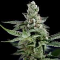 Crockett  039  S  Haze  Regular  Cannabis  Seeds  Jpg