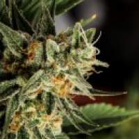 Crockett  039  S  Tangie  Regular  Cannabis  Seeds  Jpg