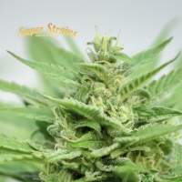 D F A  Autoflowering  W  Super  Cannabis  Strains  Jpg