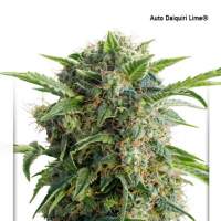 Daiquiri Lime Auto Feminised Seeds