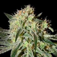 Damn  Sour  Greenhouse 0
