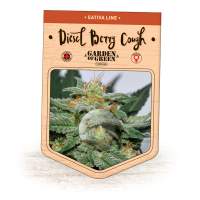 Diesel  Berry  Cough  Feminised  Cannabis  Seeds  Jpg