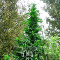 Doctor Shiva SuperAuto Feminised Seeds